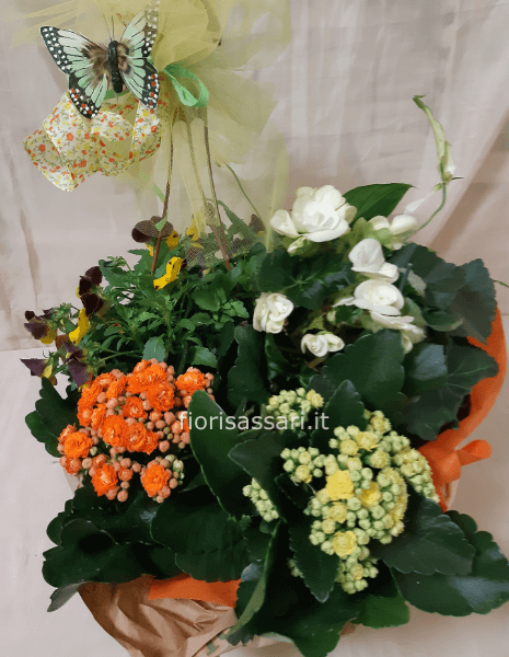 Cesto con piante fiorite