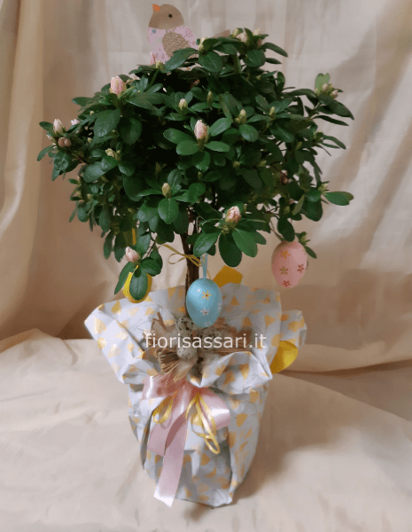 Pianta azalea 