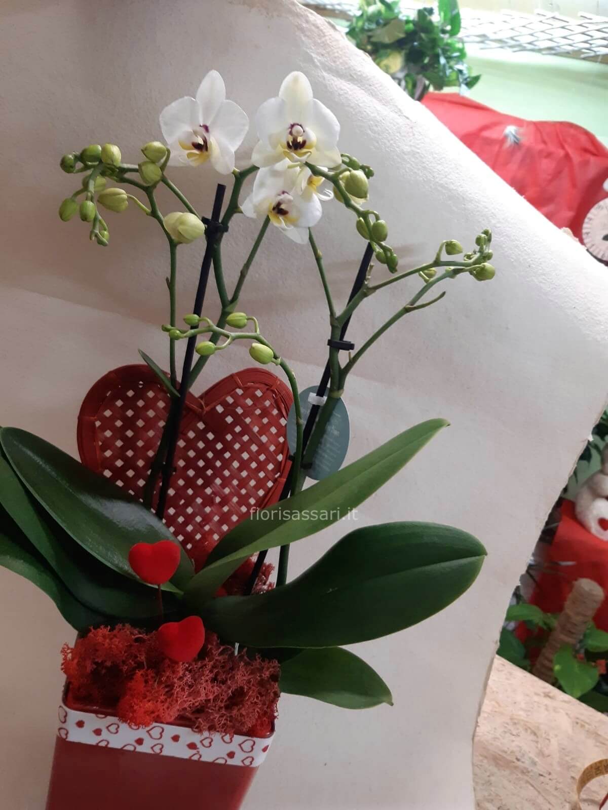 Pianta phalaenopsis con decori San Valentino » Fiori a Sassari, fiorista a  Sassari. Invio e consegna a domicilio di fiori e piante a Sassari.